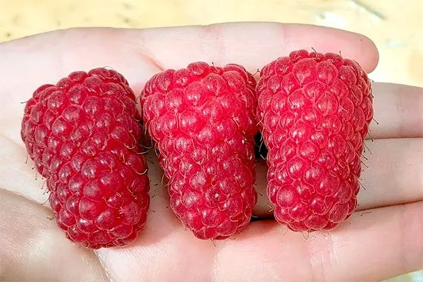 Урожайность