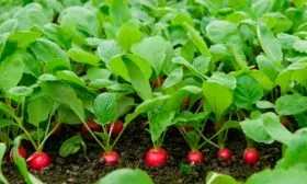 Уход и формирование растений