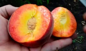 Сортовые характеристики