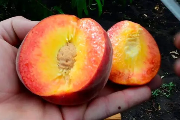 Сортовые характеристики