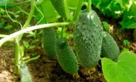 Сроки созревания, плодоношение