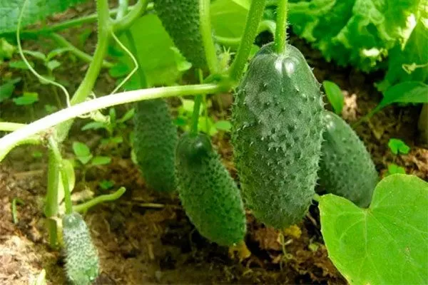 Сроки созревания, плодоношение