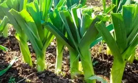 Представление о сорте