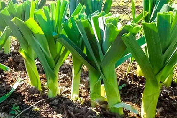 Представление о сорте