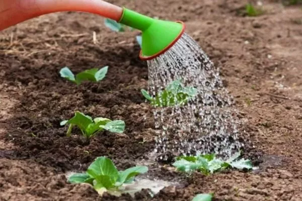 полив репы Луна