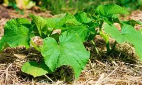 Прополка и мульчирование