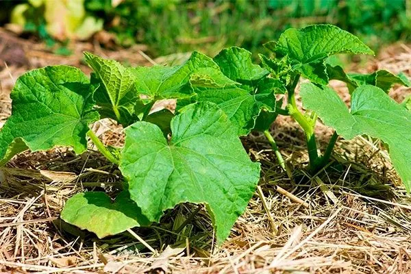 Прополка и мульчирование