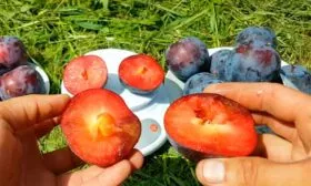 Плоды и их вкусовые характеристики1