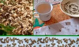 Внешние данные растения и корнеплода, вкусовые характеристики