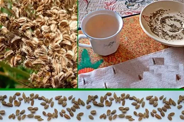 Внешние данные растения и корнеплода, вкусовые характеристики