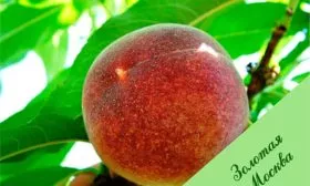 Плоды и их вкусовые характеристики