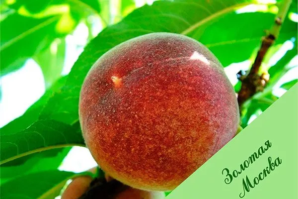 Плоды и их вкусовые характеристики