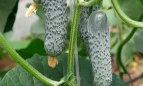 Внешние показатели растения и зеленцов