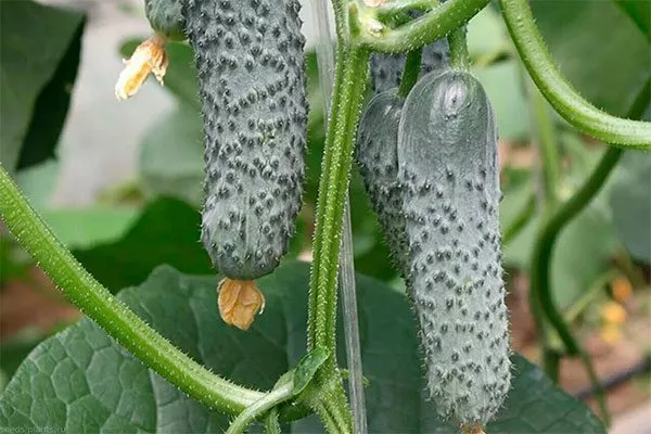 Внешние показатели растения и зеленцов