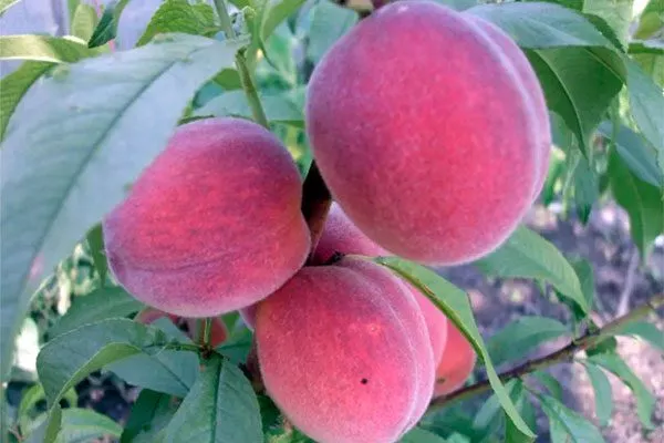 История селекции сорта