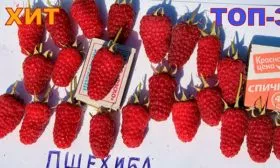 Малина пшехиба