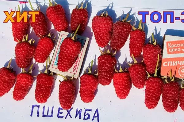 Малина пшехиба