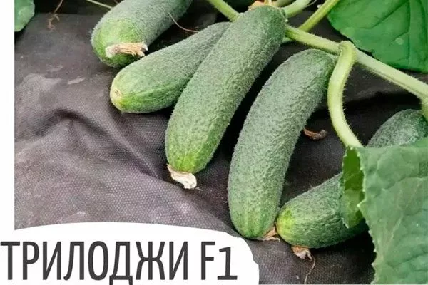 Представление о сорте