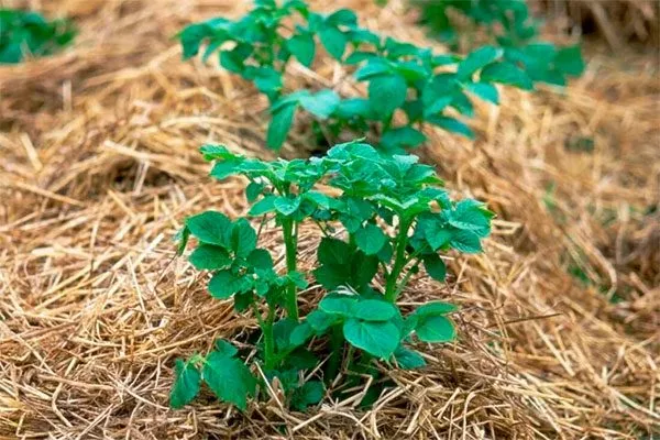 Мульчирование