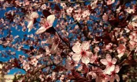 Самоплодность и необходимость опылителей