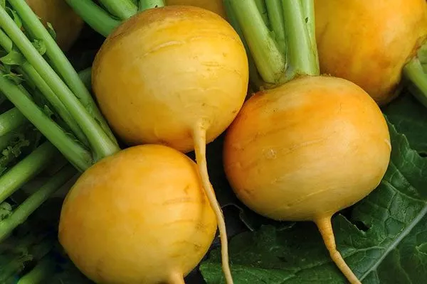 Урожай репы