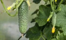 Когда созревает, урожайность