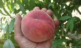 Информация о происхождении