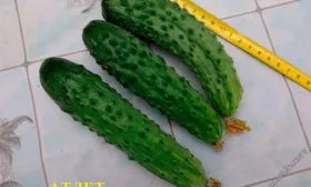 Внешние показатели растения и зеленцов2