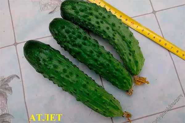 Внешние показатели растения и зеленцов2