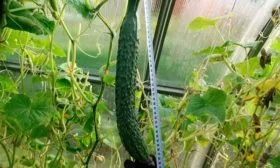 сортовые особенности