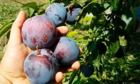 Самоплодность