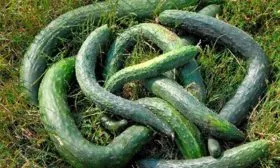 Состав и польза