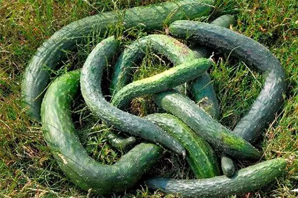 Состав и польза