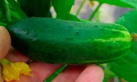 Вкусовые качества