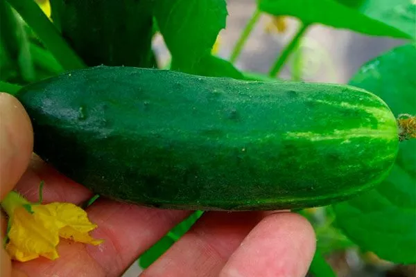 Вкусовые качества