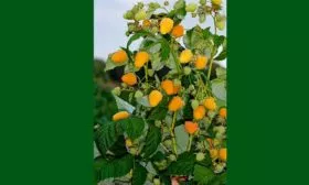 Характеристики и особенности