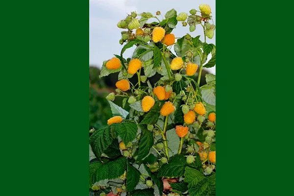 Характеристики и особенности