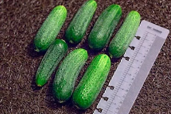 Урожайность