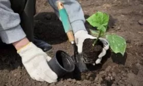 высадка рассады Берендея