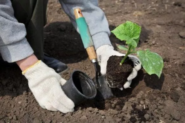 высадка рассады Берендея
