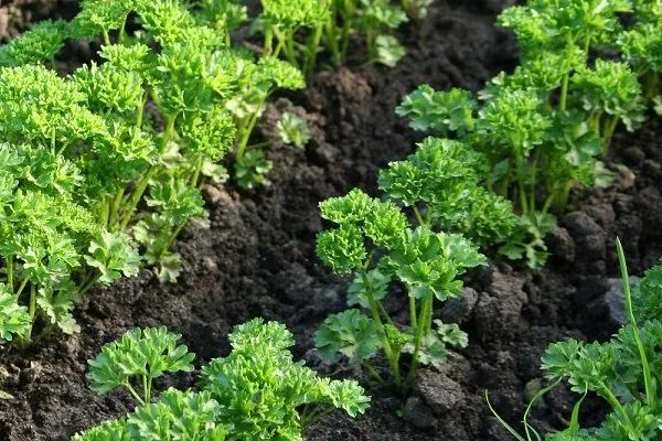 петрушка Кучерявец на грядке