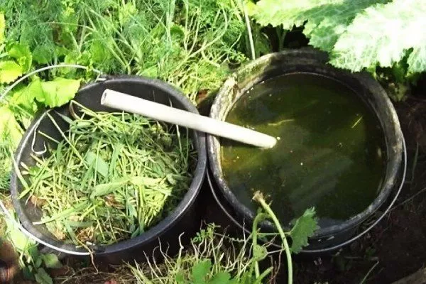 травяной настой для подкормки репы Луна