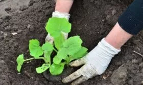 пересадка Гоша