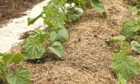 мульчирование грядки Берендея
