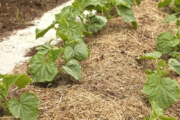 мульчирование грядки Берендея