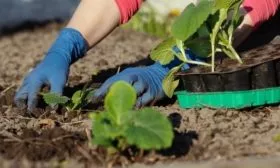 пересадка Чижик