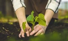 посадка огурца Смайлик