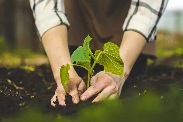 посадка огурца Смайлик