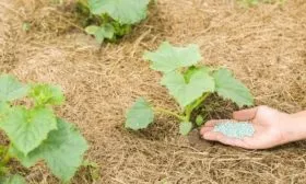 подкормка грядки огурца Шопа