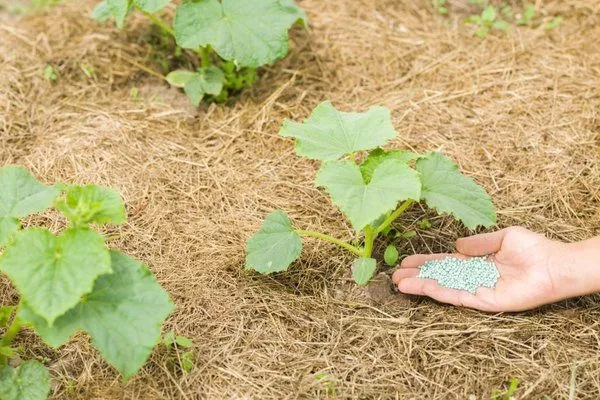подкормка грядки огурца Шопа